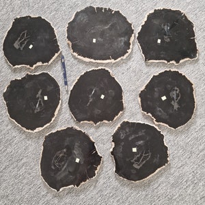Large Petrified Wood slabs to display your Crystal Skulls and any other crystals