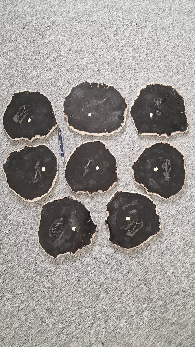 Large Petrified Wood Slabs to Display Your Crystal Skulls and Any Other ...