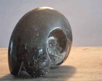 デボン紀ゴニアタイト化石：モロッコ産の鉱化アンモナイト - Etsy 日本