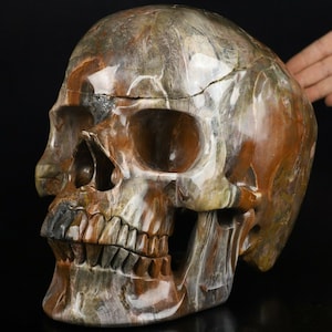 Titan PETRIFIED WOOD HandCarved Large Crystal Skull 31.4LB Titan 11.0&quot; , Super Realistic, Metaphysical Healing