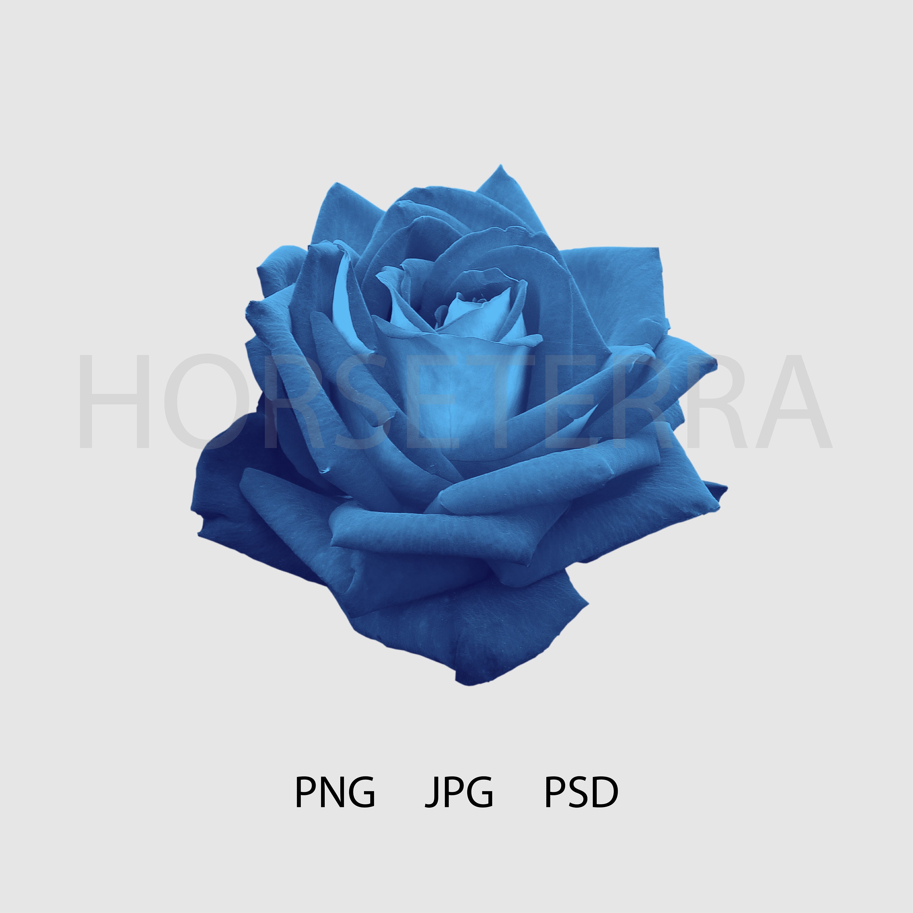 Blue Rose PNG/ Print file/ PSD | Etsy