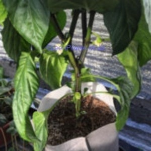 May include: A green leafy plant with a thick stem and multiple branches growing in a white fabric pot. The plant has several small white flowers.