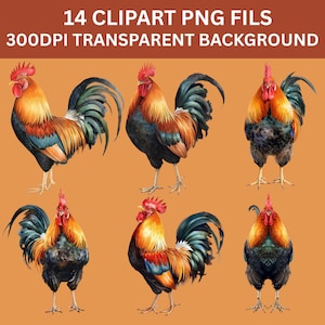 Puede incluir: Seis ilustraciones de acuarela de gallos en varias poses. Los gallos presentan un plumaje naranja, rojo y negro vibrante con texturas de plumas detalladas. La imagen incluye el texto "14 CLPART PNG FILS 300DPI TRANSPARENT BACKGROUND."