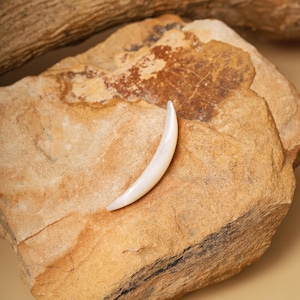 May include: A curved, off-white pendant resembling a tooth, resting on a textured, tan-colored rock. The pendant has a smooth, polished surface and a slight curve. The rock has a rough, natural appearance with various shades of brown and tan.