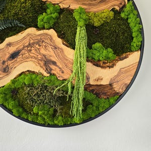 May include: Circular wall art featuring a natural moss and wood design. The artwork incorporates various shades of green moss, interspersed with sections of light brown wood. A long, trailing green plant hangs from the center, adding a vertical element.