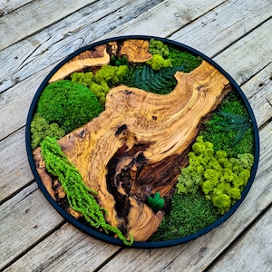 Könnte beinhalten: Runde Wandkunst mit schwarzem Rahmen, die ein natürliches Holzstück und verschiedene Grüntöne von Moos und Pflanzen zeigt. Das Holz hat eine hellbraune Farbe mit dunkelbraunen und schwarzen Akzenten.