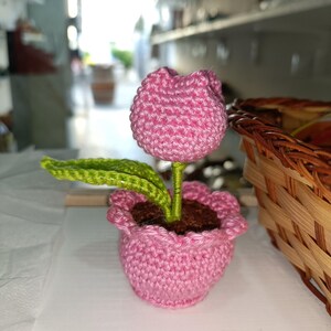 Mini tulipano