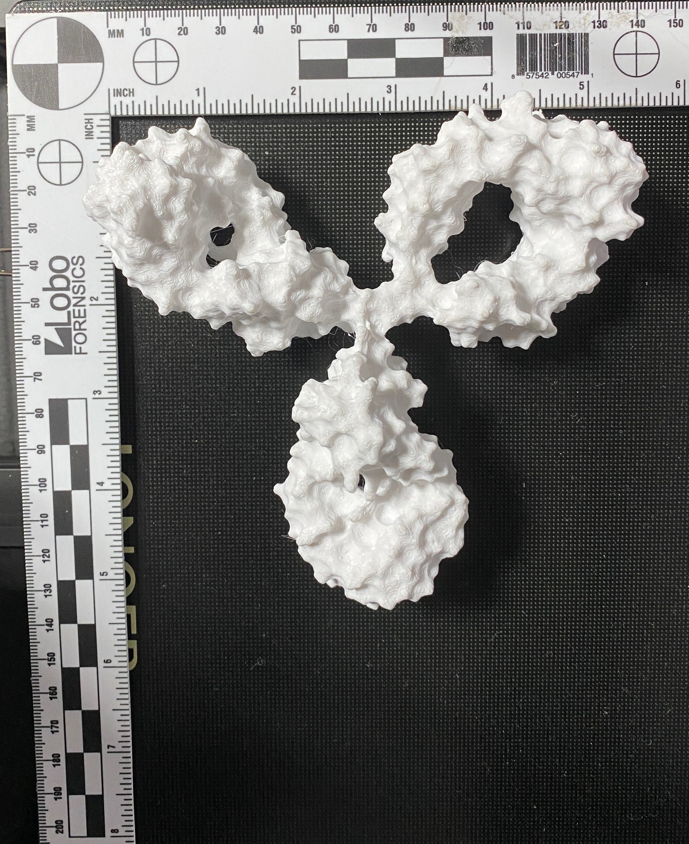 3D Printed Model of PDB 1HZH Crystal Structure of the Intact Human IGG ...