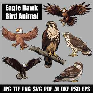eagle hawk bird svg, vector graphics design, Bird of Prey, Wild Life, T-shirts, Dxf, Eps,Png, American Bald Eagle, hawk Illustration Bundle
