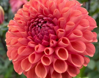 Cornel Bronze Dahlia Tuber **Pre-Sale 2024**