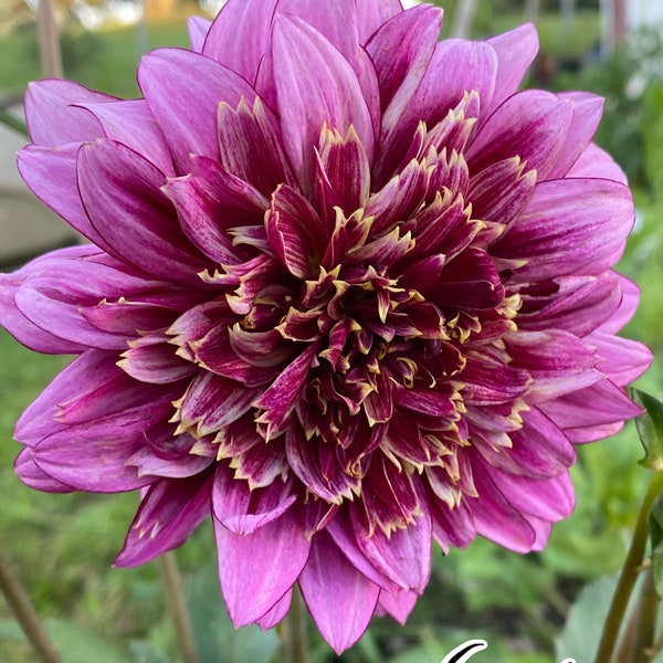 Mambo Dahlia Tuber *Ships Now*