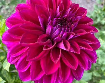 Diva Dahlia Tuber **Pre-Sale 2024**