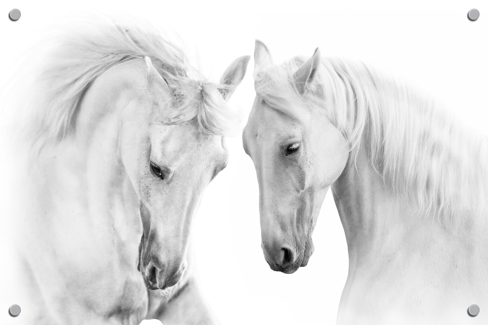 Two White Horses Outdoor Art Print Etsy Australia