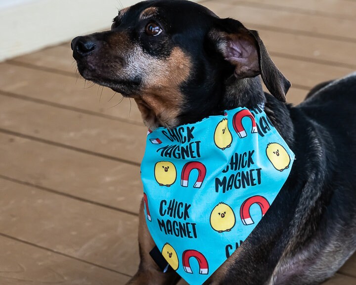 Funny Dog bandana Slip over the collar dog bandana Bandana Etsy