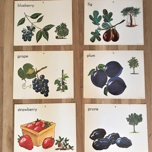 Vintage Obst Drucke 1970 Flash-Karten große Küche Dekor Retro Lot von 6