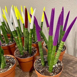 Velvet Felt Tip Cylindrical Sansevieria Snake Plant - Rare Unique Plant-  Painted Sanseviera - Colored Pencil/crayon Succulent - Etsy
