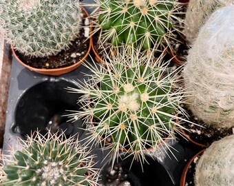 Cactus Duo (2), Pin cushion cactus, Old lady cactus, Barrel cactus, 2-4 inch cactus set, Cactus garden set, Fairy cactus garden set, gift