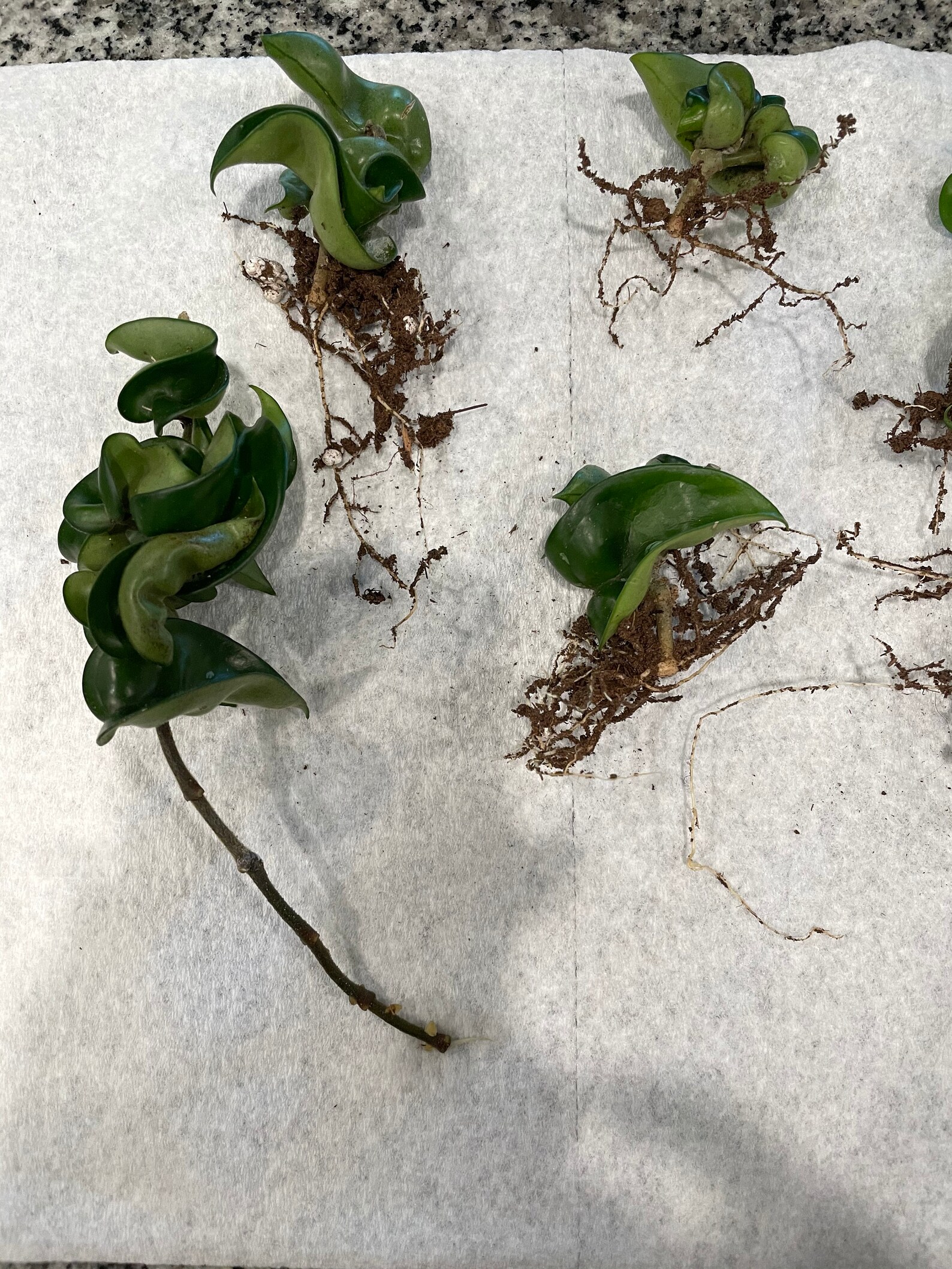 Hindu Rope Hoya Hoya Carnosa Rooted Cuttings Rare Hoya Etsy