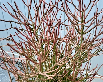 Euphorbia Tirucalli Sticks on Fire, Fire Sticks, Pencil Cactus, Indian Tree Spurge Pieces/set