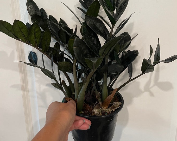 Raven ZZ Plant 6 Inch Fully Rooted Plant, Raven ZZ, ZZ Plants, Rare