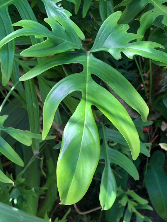 Philodendron Quercifolium Special Price!