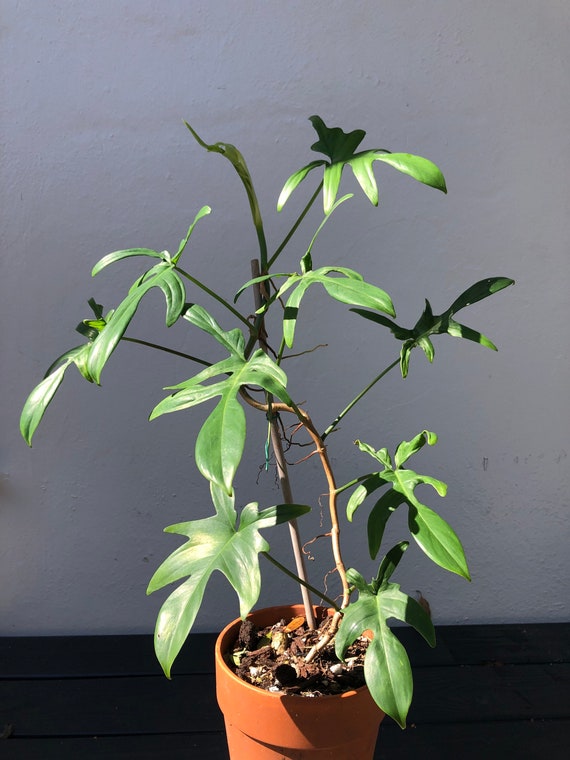 Philodendron Quercifolium Special Price Etsy