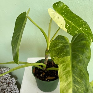 Large Jose Buono Philodendron variegated Imbe