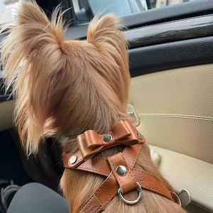 Leather dog harness for small dog deals