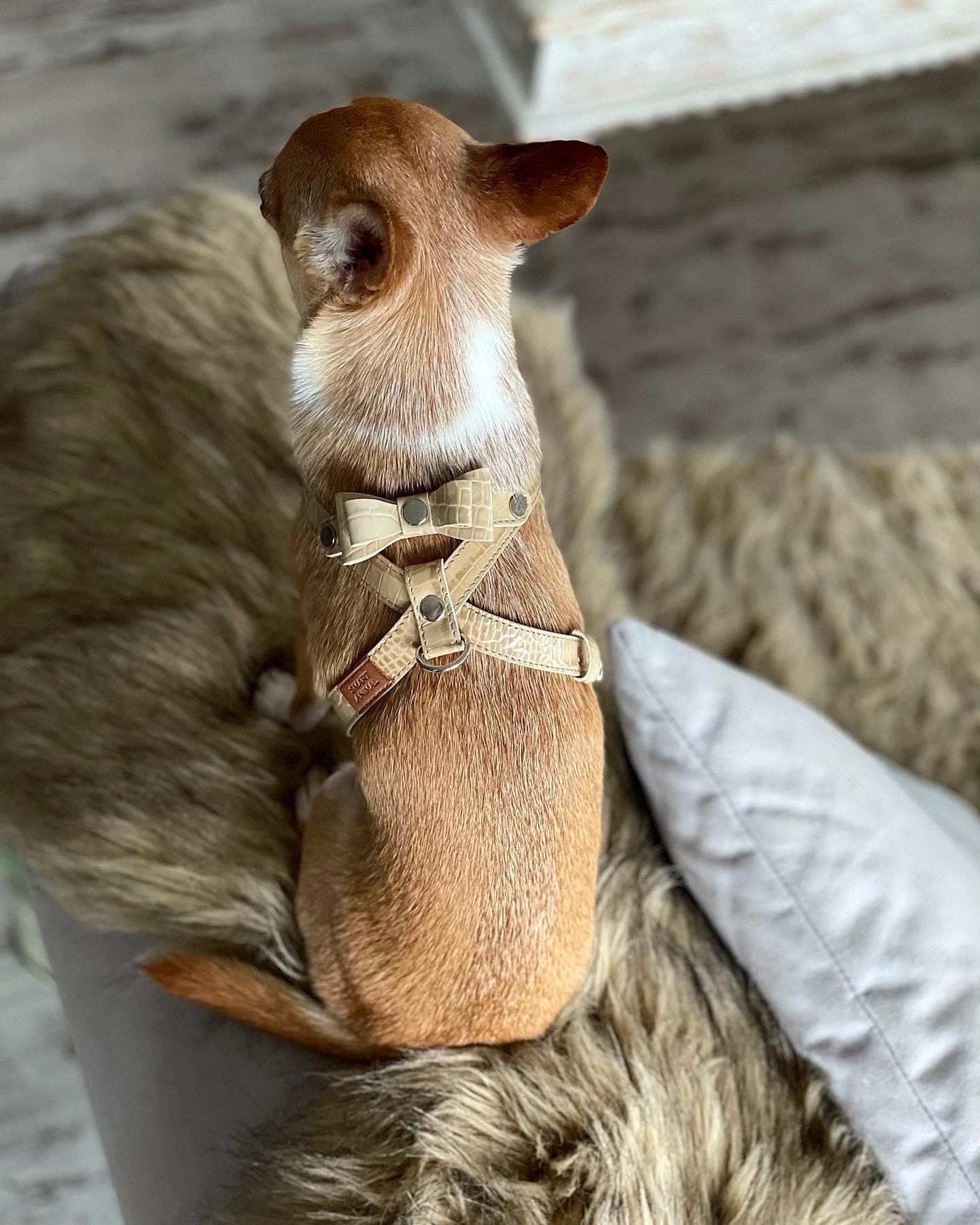 Natural leather designer harness for dogs/ Unique small dog harnesses with bow tie