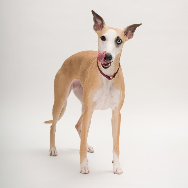 ID Tag Dog House Collar Mix of Colors Biothane Personalization of Name