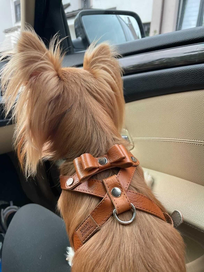 Designer Dog Harness / Dog Harness With Bow Tie / Small Dog Etsy