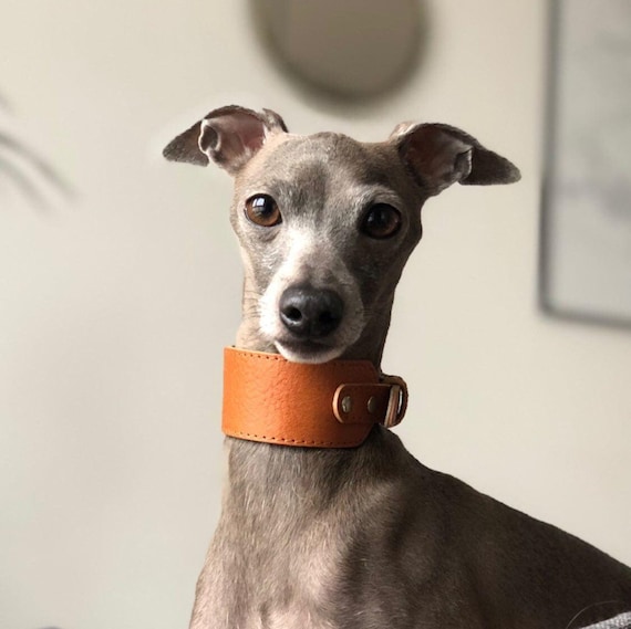 Luxury Leather Dog Collar for Italian Greyhound Sighthound 