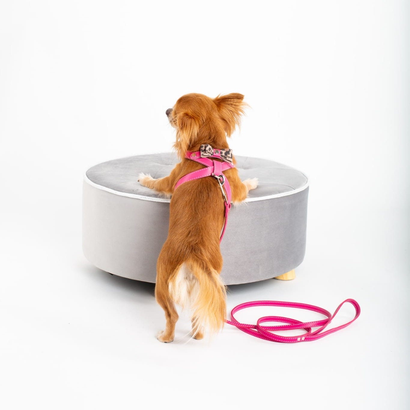 Dog Collars - Dog Leads - Original St. Moritz Collar - 3 Color Options –  Canine Styles
