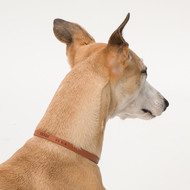 ID Tag Dog House Collar Mix of Colors Biothane Personalization of Name