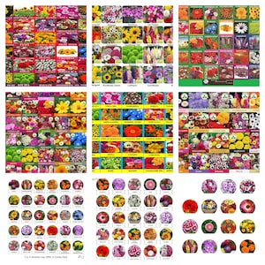 Mix Multi Varieties Indian Organic Beautiful And Good Smel And Multicolor Flower Seed Free Shipping