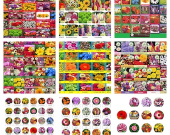 Mix Multi Varieties Indian Organic Beautiful and Good Smel and Multicolor Flower  Seed Free Shipping - Etsy Israel