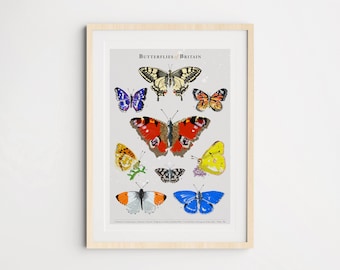 Butterflies of Britain Art Print, Butterfly Art Poster