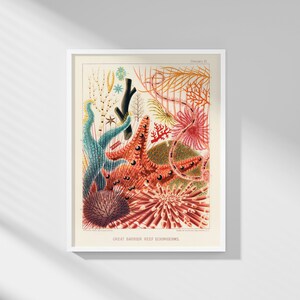 William Saville-Kent - Great Barrier Reef Echinoderms from The Great Barrier Reef of Australia | Printable Wall Art | Digital Download