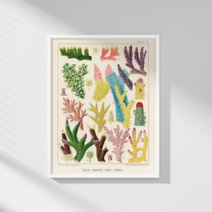 William Saville-Kent - Great Barrier Reef Echinoderms from The Great Barrier Reef of Australia | Printable Wall Art | Digital Download