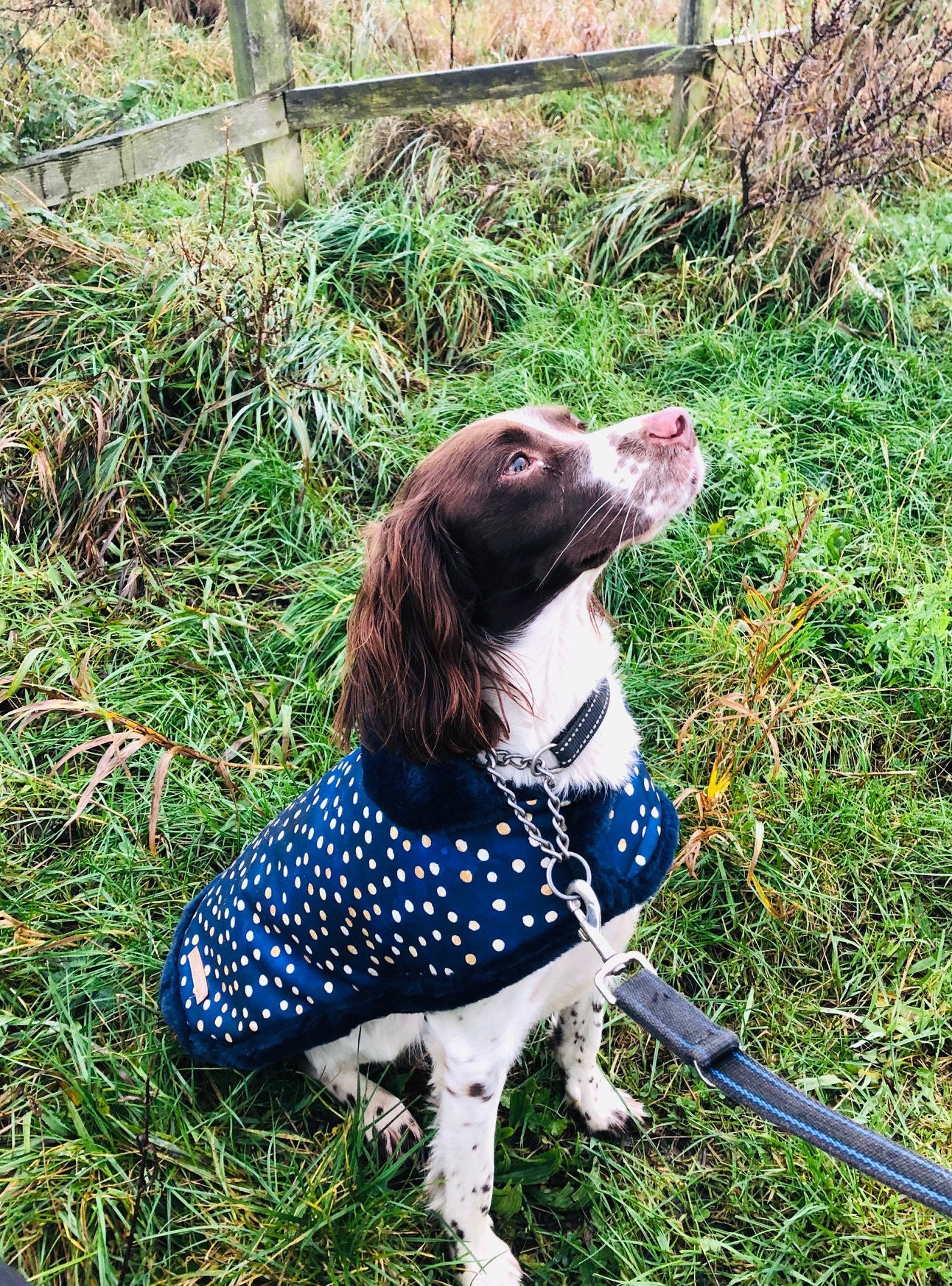 Spot on dog best sale jacket