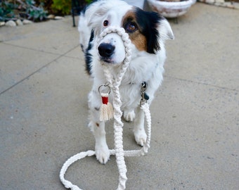 chic dog accessories