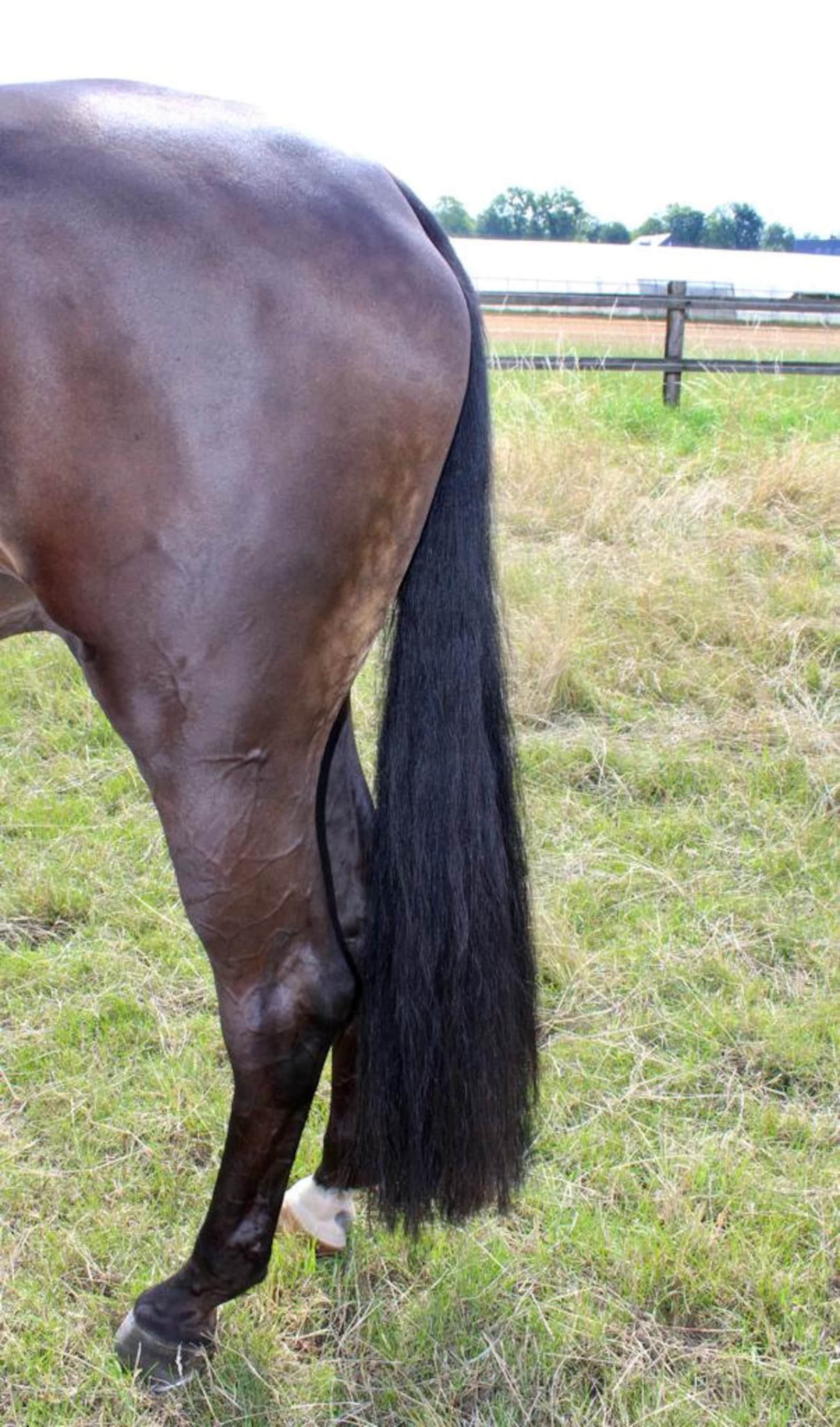 Permanent Tail Extensions Permanent Horse Pony Dressage Etsy