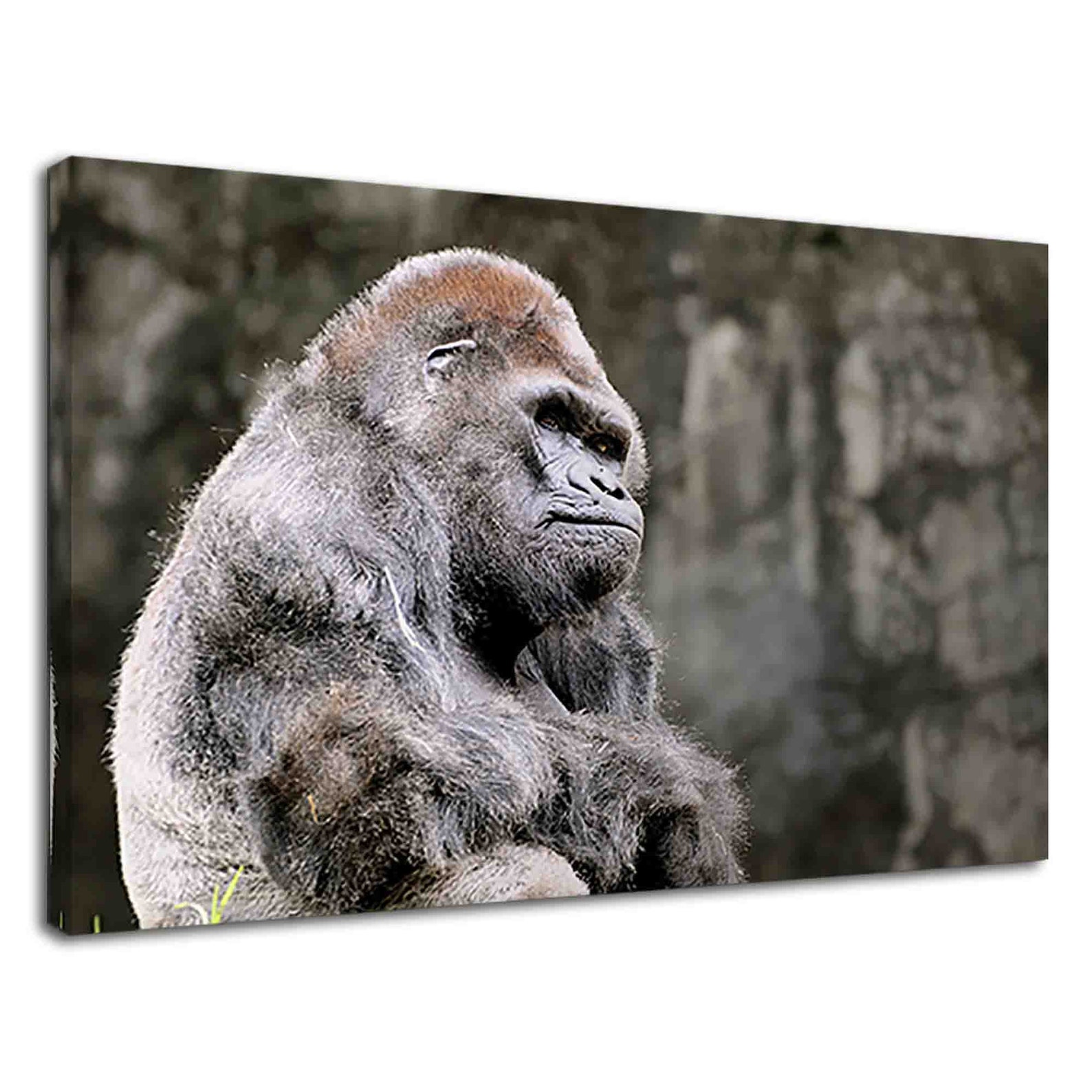 silverback gorilla angry silverback gorilla angry