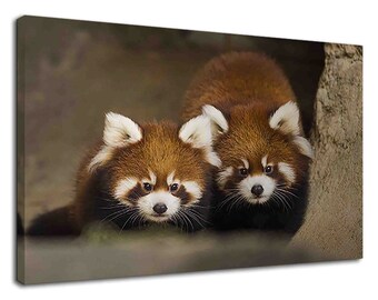 Red Panda Drawing Etsy