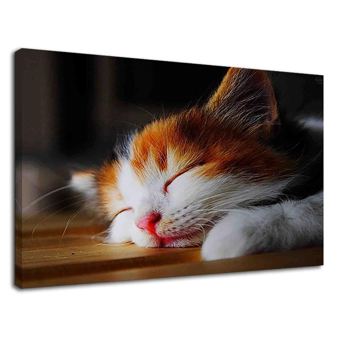 Cat sleeping all day long ;)