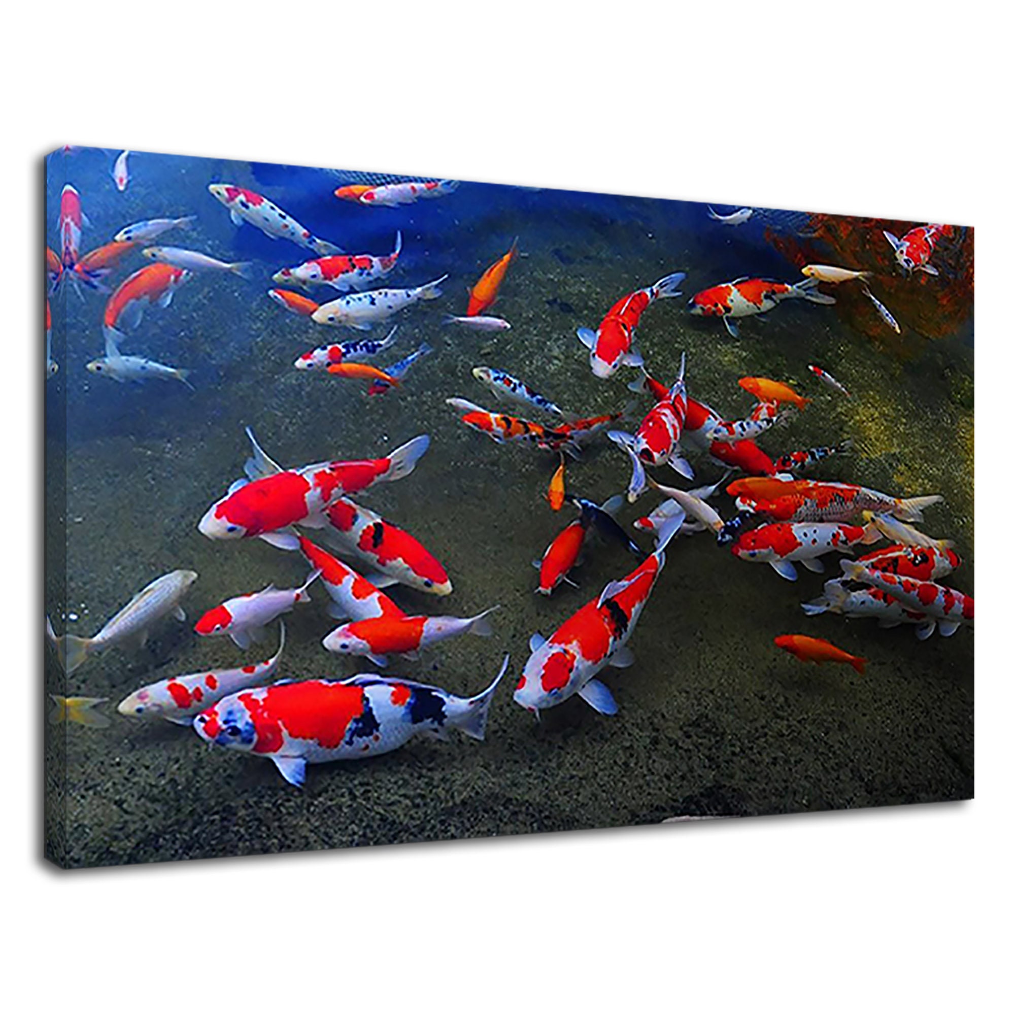 Japanese Koi Fish Carp Swimming Canvas Print Wall Art Picture Etsy