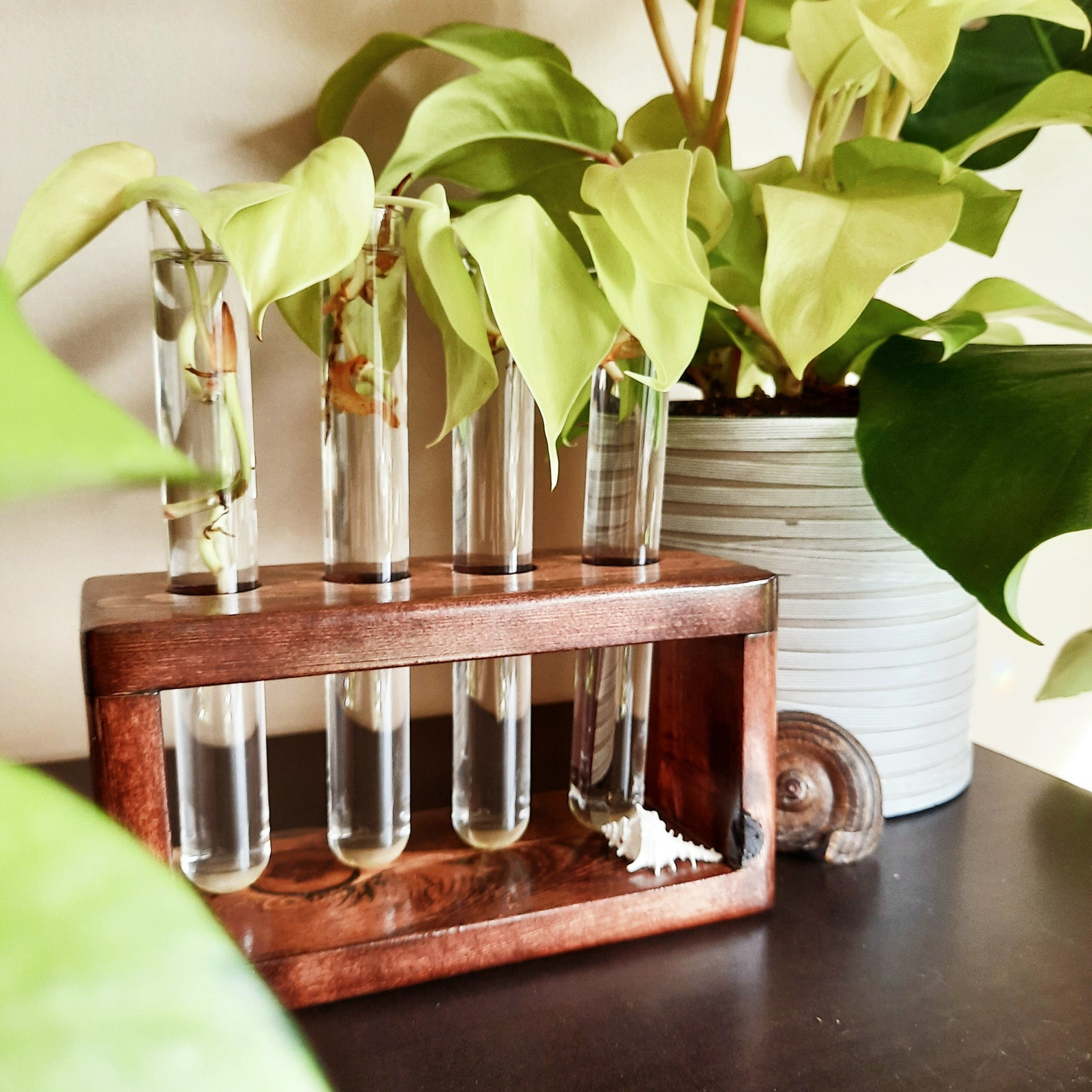 Plant Propagation Station Test Tube Vase Propagation Tube