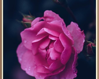 DIGITAL Photography Botanical Art Pink Rose Moody Wall Art Decor