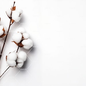 Minimalist Background for Product Mockup, Natural Photography Background, Cotton Stem Photography Background, Aesthetic Flat Lay Mockup