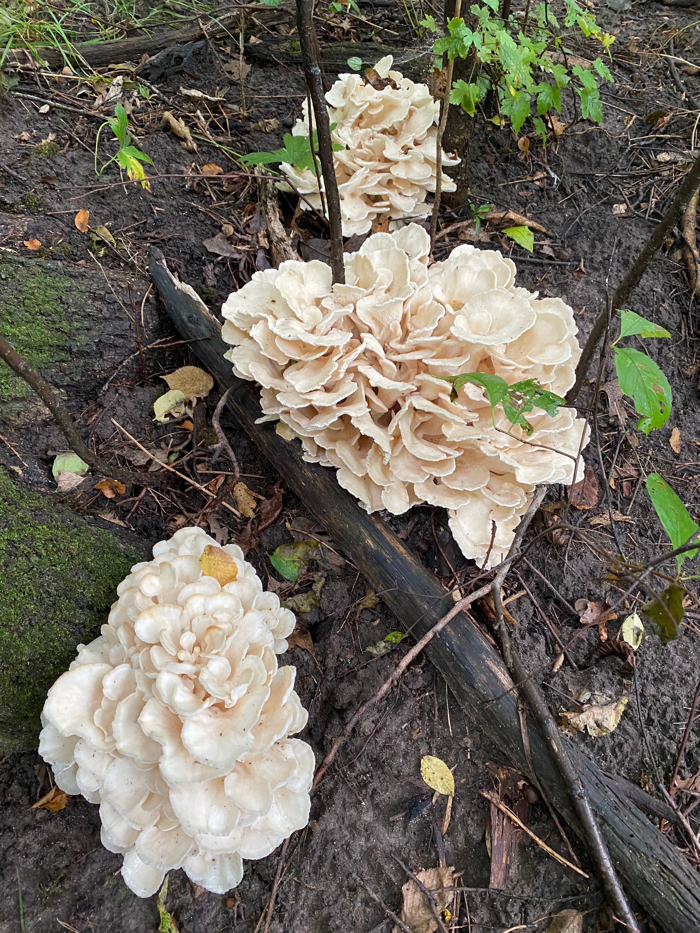 Dried wild Maitake mushrooms 2 ozs Etsy